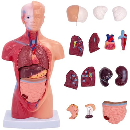 11 inch Human Body Model, 15 Pcs Removable Human Torso Anatomy Model for Student Study,Teaching Demonstration and Medical Education Display - style: Full skeleton Set