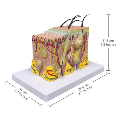 Ultrassist Skin Anatomy Model, 35X Teaching Display