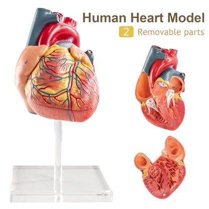 Human Body Skeleton and Heart Anatomcal Model Set