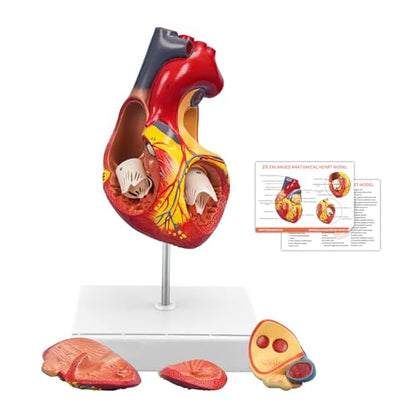 JNMFTD 2X Enlarged Anatomical Heart Model,4-Part Removable Human Heart Model with Ventricles Atria Valves Veins Artery Magnetic Assembly Colorful Number Guide for Science Classroom Cardiology Study - size: 2X Enlarged