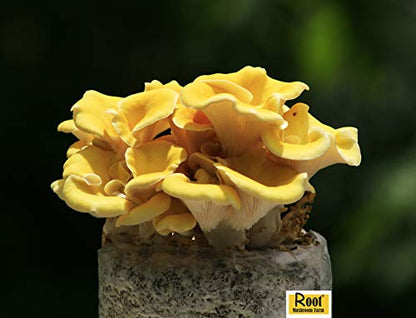Two Mushroom Grow Kits, 3Lb Each (Golden Oyster & Lion's Mane) - style: Golden Oyster & Lion's Mane