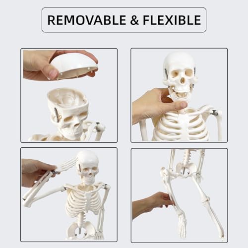 Human Skeleton Model for Anatomy, 33.4" Skeleton Model with Metal Stand