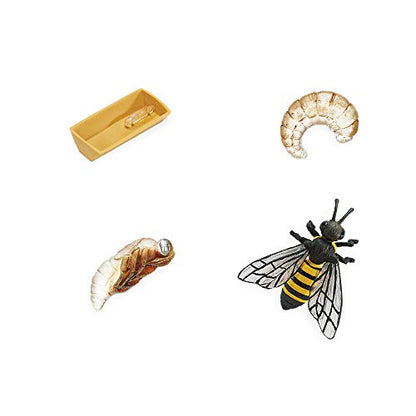 Safari Ltd. Life Cycle of a Honey Bee - Educational Toy Figurines - Miniature Bee Lifecycle Collection for Boys, Girls & Kids Age 4+ - color: Beige