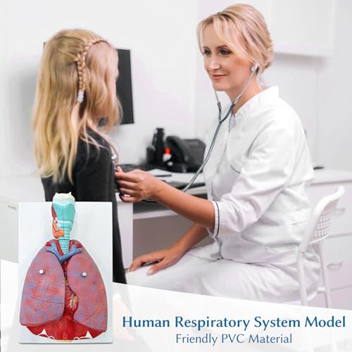 JNMFTD Human Respiratory System Model,1:1 Life Size Human Larynx Heart Lungs Anatomy Model 7-Parts Removable Organs with Product Manual Card PVC Labeled Number for Medical Study Display Educational