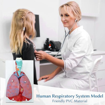 JNMFTD Human Respiratory System Model,1:1 Life Size Human Larynx Heart Lungs Anatomy Model 7-Parts Removable Organs with Product Manual Card PVC Labeled Number for Medical Study Display Educational