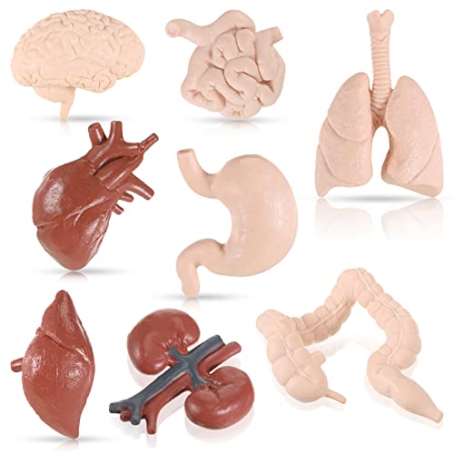 Yinkin 8 Pcs Mini Human Organ Models 3D Anatomy Study Set for Biology