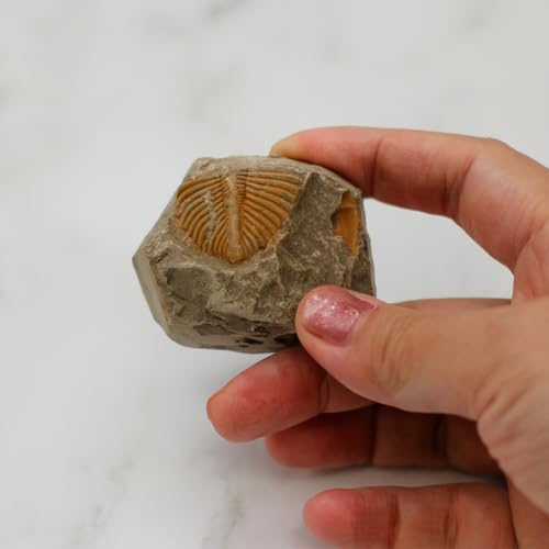 Trilobite Fossil Display Set – 5PCS Authentic Prehistoric Fossils in Rock, Educational Science Specimens for Kids & Adults, Geological Collection, Unique Gift for Collectors and Classroom Use