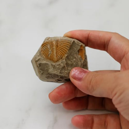Trilobite Fossil Display Set – 5PCS Authentic Prehistoric Fossils in Rock, Educational Science Specimens for Kids & Adults, Geological Collection, Unique Gift for Collectors and Classroom Use