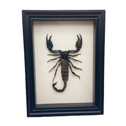 Real Scorpion Specimen - Mounted in a Frame