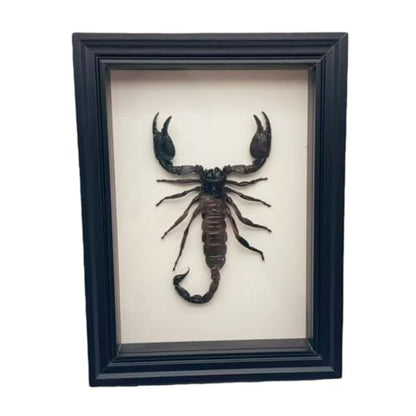 Real Scorpion Specimen - Mounted in a Frame