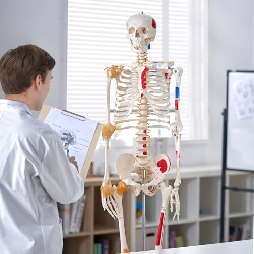 VEVOR Human Skeleton Model for Anatomy, 71.65" Life Size, Accurate PVC Anatomy Skeleton Model with Ligaments, Movable Arms, Legs & Jaw, with Muscle Origin & Insertion Points, for Professional Teaching - size: Life Size