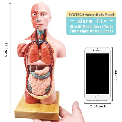 Human Body, Skeleton and Heart Models-Best Anatomy Model Bundle Set of 3