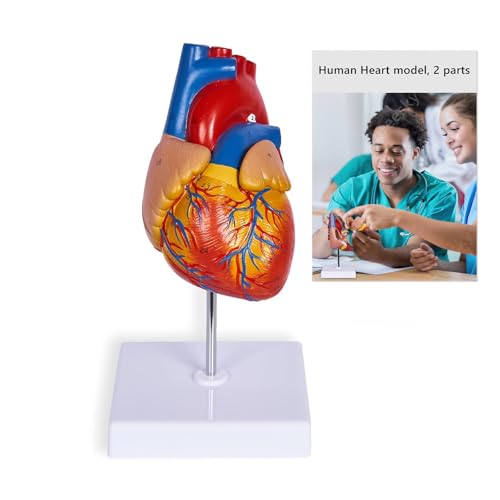 breesky Life Size Human Heart Model, Anatomically Accurate 2-PartMedical Model with 48 Anatomical Structures & Mounted Display Base & Number Manual for Classroom & Cardiology Study - style: 48-Numbered Anatomical Heart Model