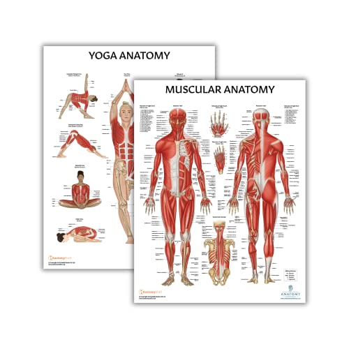 Anatomy Lab 2 PACK Muscular, Yoga Anatomy Poster Set - color: Yoga + Muscular