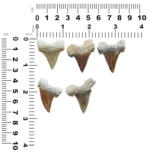 Starborn Rare Collector's Fossils - style: Medium Tooth