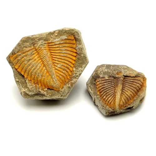 Authentic Fossils with Collection Box & Magnifier (Trilobite Tail) - color: Trilobite