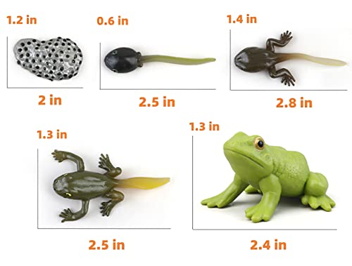 Montessori Frog Life Cycle with Flash Cards, Plastic Insects Tadpole to Frog Kit Toy, Realistic Animal Figurines - color: Frog