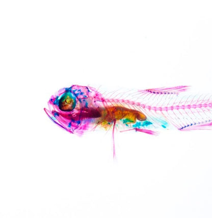 Diaphonized/Transparent Specimen, Deep Sea Fish of West Pacific, Lanternfish - style: Deep Sea Fish, Lanternfish