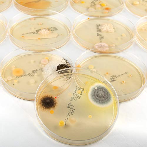 Steve Spangler's Growing Bacteria Science Experiment Kit