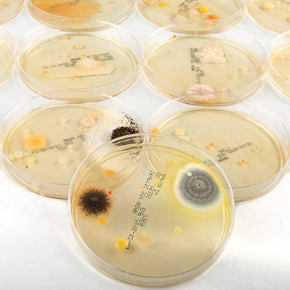 Steve Spangler's Growing Bacteria Science Experiment Kit