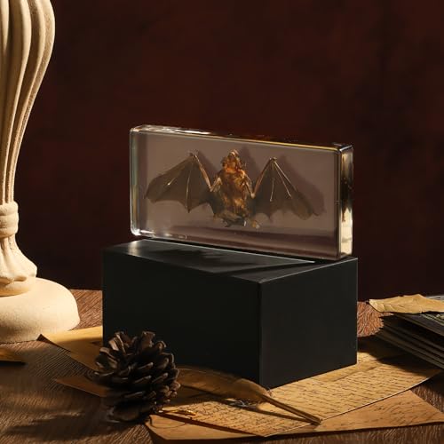 Taxidermy Bat, Real Bat Specimens Animal Specimen in Resin for Science Classroom Science Education, Great Gift for Fans of Taxidermy, Animal Skull, Oddities, Biology(5.5x2.5x0.7 Inch) - color: Taxidermy Bat (5.5x2.5x0.7 inch)