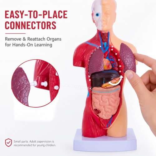11 Inch Human Torso Anatomy Model, 15 Removable Parts