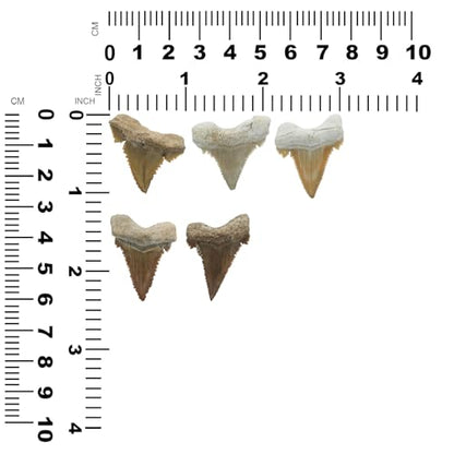 Starborn Rare Collector's Fossils - style: Small Tooth