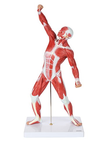 Axis Scientific 20" Miniature Human Muscular Figure