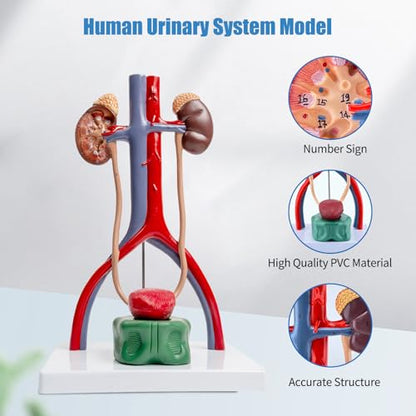 Male Urinary System Anatomy Model, Human Life Size Removable Bladder Kidneys Ureters and Adrenal Glands with Product Manual Card and PVC Base Labeled Numbered for Medical Education Study