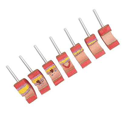 Anatomy Replica Model, Atherosclerosis Human Body Artery Model Bright Colors Simulation Ecofriendly PVC for Educational Tool