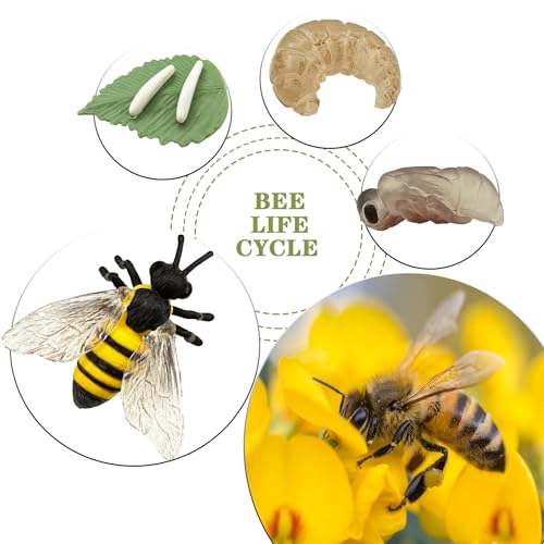 Mbrain 4pcs Bee Growth Cycle with Flash Cards,Life Cycle Learning & Education Toys,Montessori Toys,Gift for Girl & Boy for 3 4 5 6 7 Year Old (Bee) - color: Bee