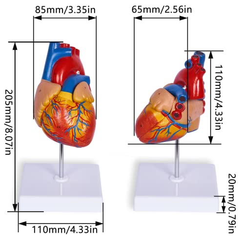 breesky Life Size Human Heart Model, Anatomically Accurate 2-PartMedical Model with 48 Anatomical Structures & Mounted Display Base & Number Manual for Classroom & Cardiology Study - style: 48-Numbered Anatomical Heart Model