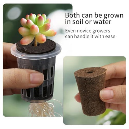 Clear Hydroponic Nursery Pots with Humidity Domes & Rrow Sponge 6-Pack