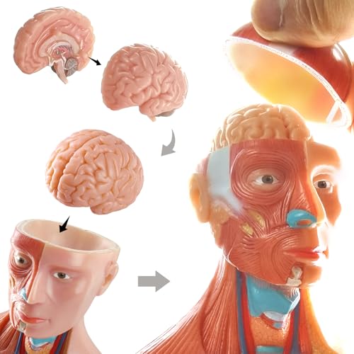 EVOTECH SCIENTIFIC 2026 New Human Body Model for Anatomy, 15 Pcs Removable 11 inch Human Torso Anatomical Model with Heart Head Skull Brain Skeleton, School Medical Education Display