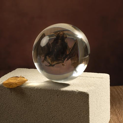Taxidermy Bat, Real Bat Specimens Animal Specimen in Resin for Science Classroom Science Education, Great Gift for Fans of Taxidermy, Animal Skull, Oddities, Biology(Round 3.5 inch) - color: Taxidermy Bat (Semicircle 3.5 Inch)