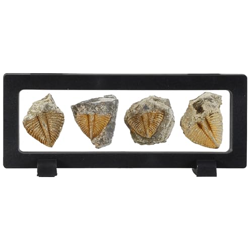 4 Pcs Real Trilobite Tail Fossil kit with Display Stand Come Form 400 Million Years Ago Real Fossils Paleontology Gifts for Men Women