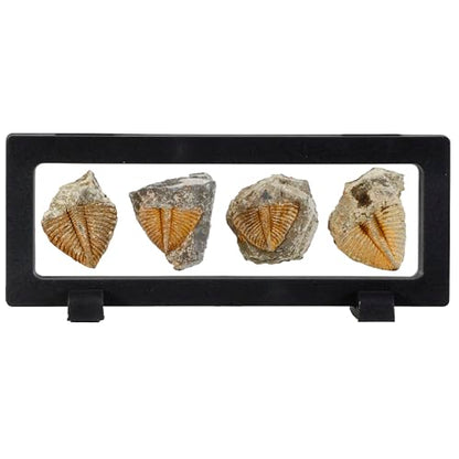 4 Pcs Real Trilobite Tail Fossil kit with Display Stand Come Form 400 Million Years Ago Real Fossils Paleontology Gifts for Men Women