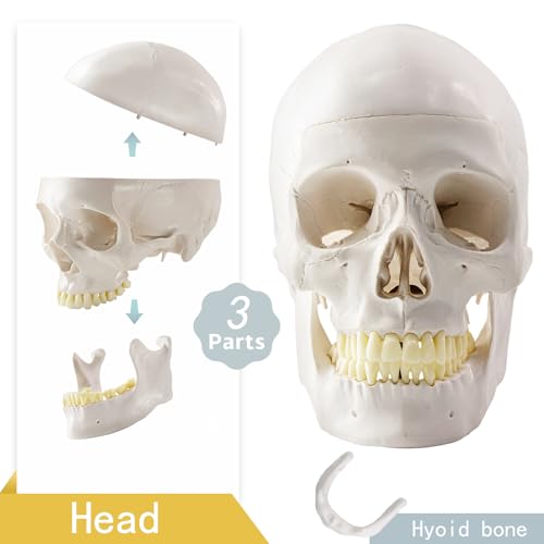 Life-Size 67" Unarticulated Human Skeleton Model