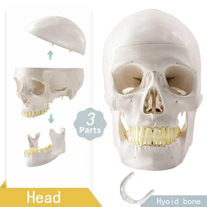 Life-Size 67" Unarticulated Human Skeleton Model