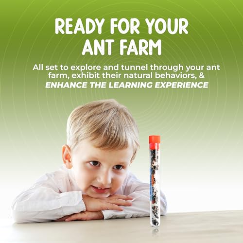 25 Live Ants for Ant Farms (1 Tube) with 10 oz Ant Farm Sand Refill - style: 25 Live Ants+Sand