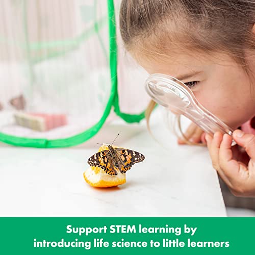 Educational Insights GeoSafari Jr. Butterfly Bungalow, Science Kit with Live Caterpillars, Home & Classroom Insect Habitat, Raise & Release Your Own Butterflies, STEM Gift for Kids Ages 4+