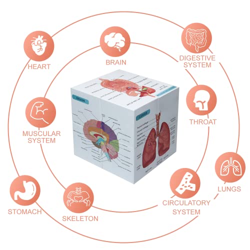 kaitnax Human Anatomical Poster Set Anatomy Study Cube Medical Student Learning Tool Anatomy Chart Set, 9 Parts Heart, Muscular, Skeletal, Digestive, Circulatory etc. Gift Package 3.9"X3.9"