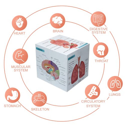 kaitnax Human Anatomical Poster Set Anatomy Study Cube Medical Student Learning Tool Anatomy Chart Set, 9 Parts Heart, Muscular, Skeletal, Digestive, Circulatory etc. Gift Package 3.9"X3.9"