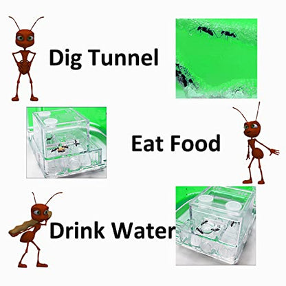 EXBEPE Ant Farm for Kids Safety and Environment Gel Ant Colony Ecosystem Terrarium, Ant Habitat Science Learning Kit(with No Ant)… - color: Green