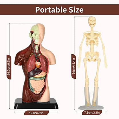 Human Body Model, 8 Pcs Removable with Skeleton Model for Kids