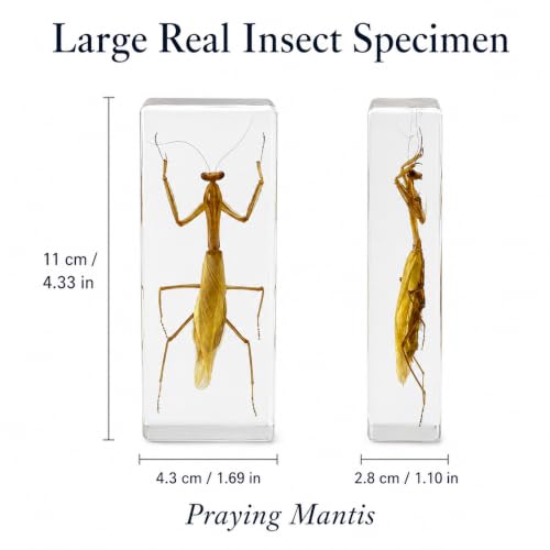 Real Insect Specimen,Taxidermy Mantis Specimen in Resin Display - color: Mantis Specimen