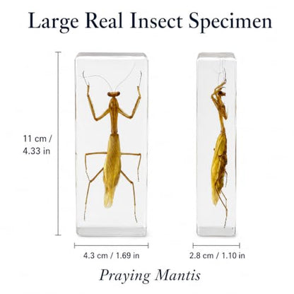 Real Insect Specimen,Taxidermy Mantis Specimen in Resin Display - color: Mantis Specimen