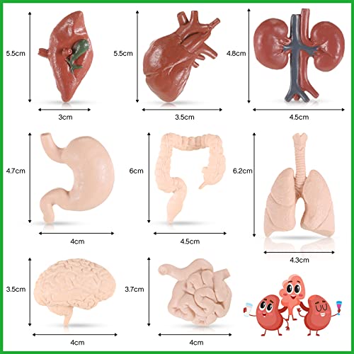 Yinkin 8 Pcs Mini Human Organ Models 3D Anatomy Study Set for Biology