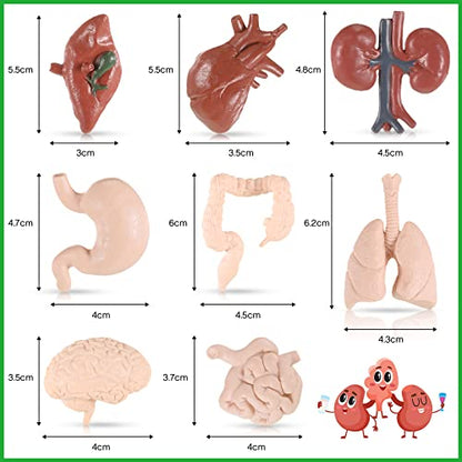 Yinkin 8 Pcs Mini Human Organ Models 3D Anatomy Study Set for Biology