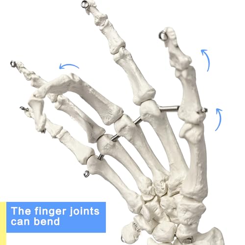 Human Hand Anatomical Skeleton Model with Articulated Joints